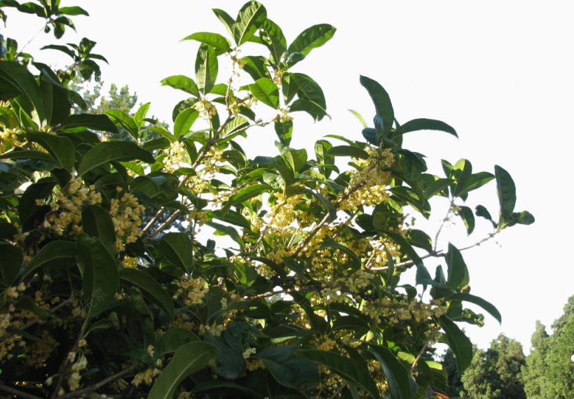 桂花飘香下载