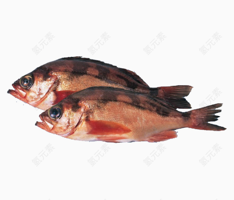 两条红色的鱼