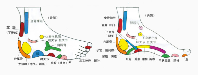 人体足底脚部穴位分布下载