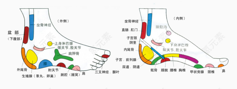 人体足底脚部穴位分布