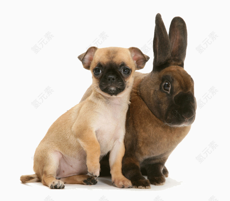棕色兔子和狗狗