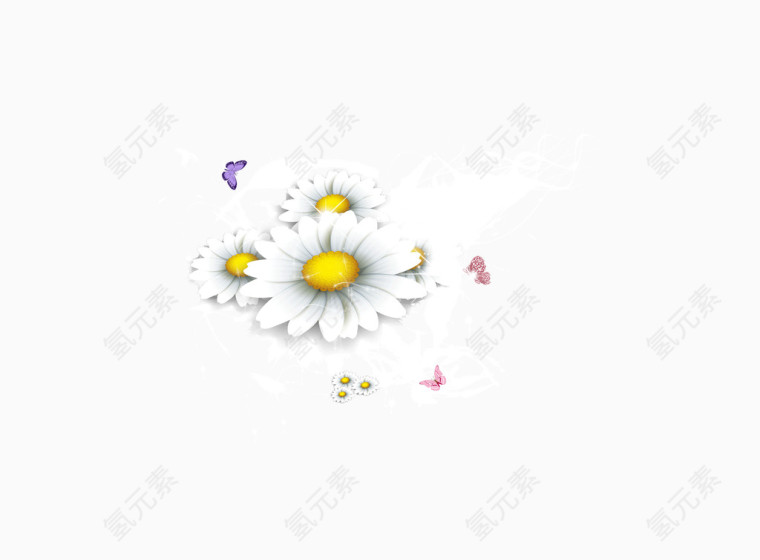 白色的菊花