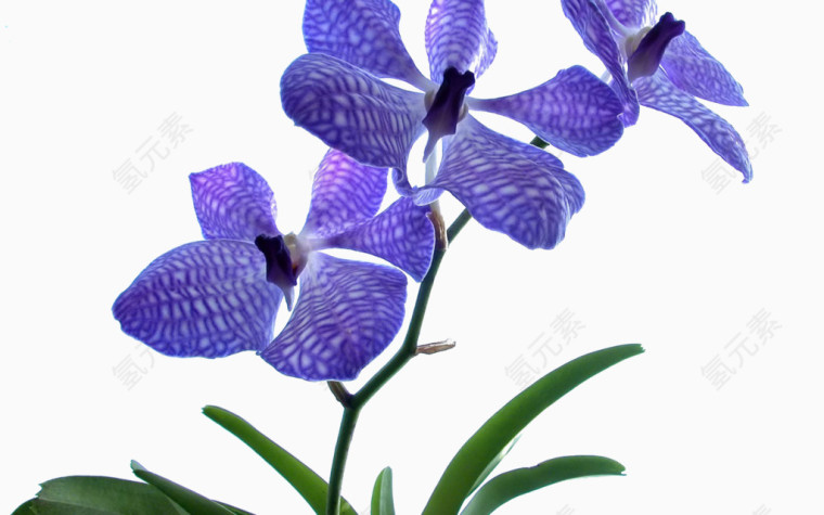 蓝色的清新的漂亮的鲜花