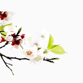 花朵中式宣传海报装饰图案