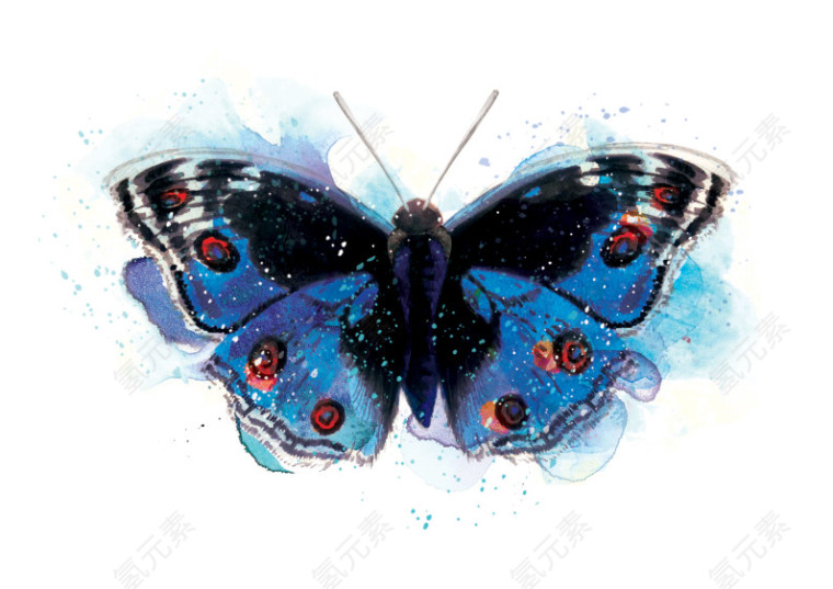 蓝色美丽蝴蝶