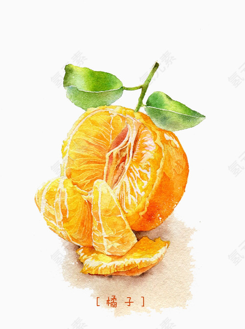 手绘拨开的橘子