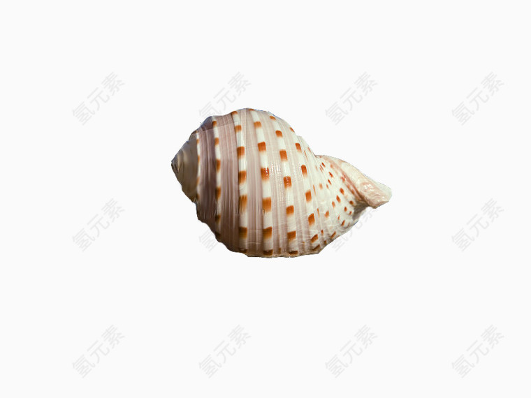 花色海螺