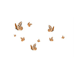 飞舞的蝴蝶