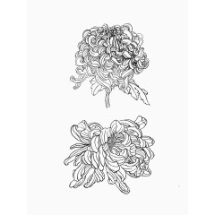 花卉工笔画