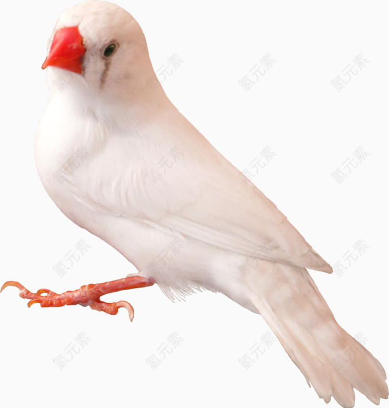 白色可爱鸽子