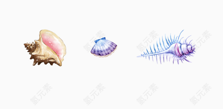 贝壳海螺素材