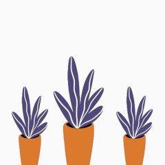 紫色装饰植物
