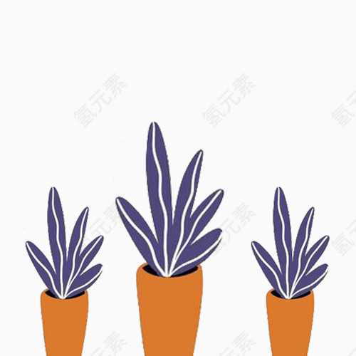 紫色装饰植物