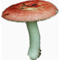 野生红蘑菇