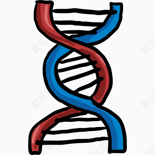 一个DNA的模型