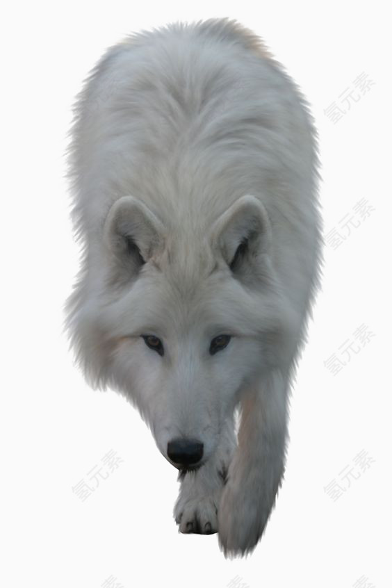 白色的狼