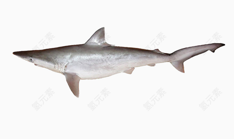 灰星鲨免抠素材