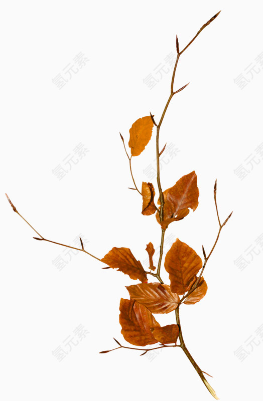 褐色清新树叶装饰图案