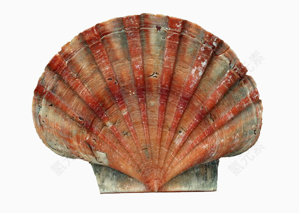 红色条纹贝壳化石