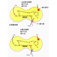 红细胞和蛋白质