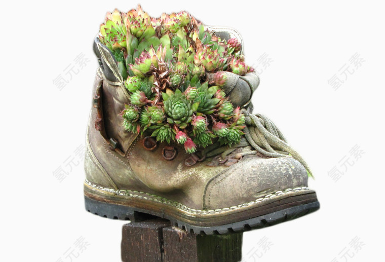 创意鞋子里的植物