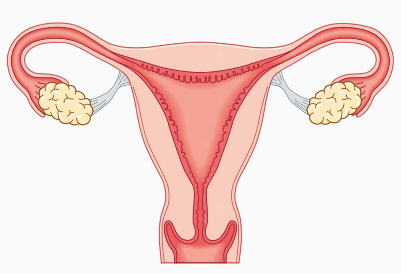女性生殖器官下载