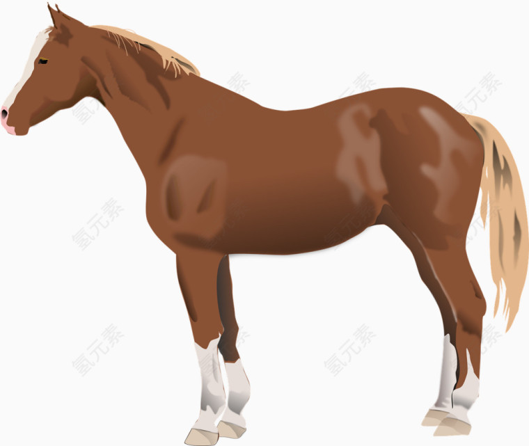 棕色的马儿