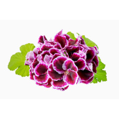 紫色天竺葵摄影图片