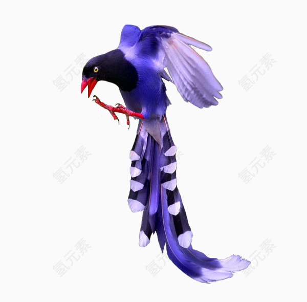 紫色凤尾鸟