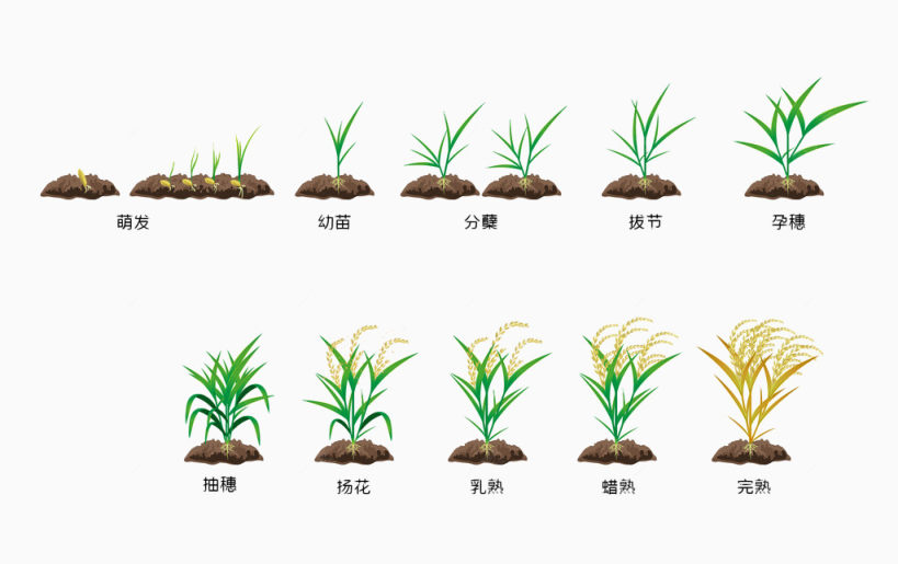 水稻成熟过程下载