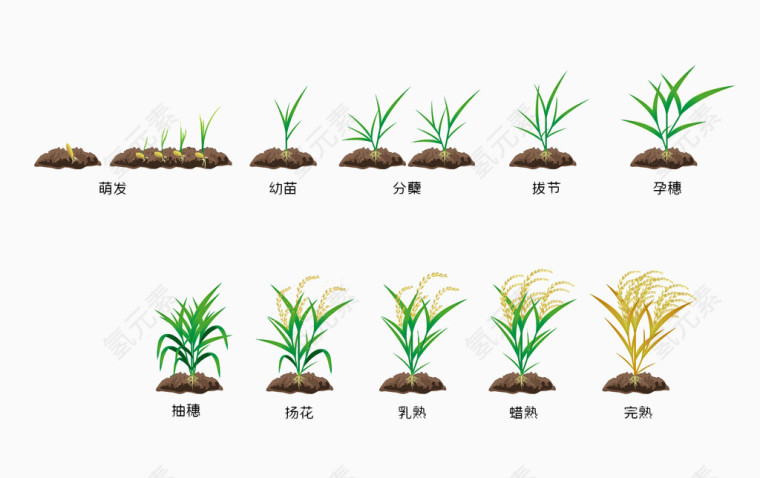 水稻成熟过程