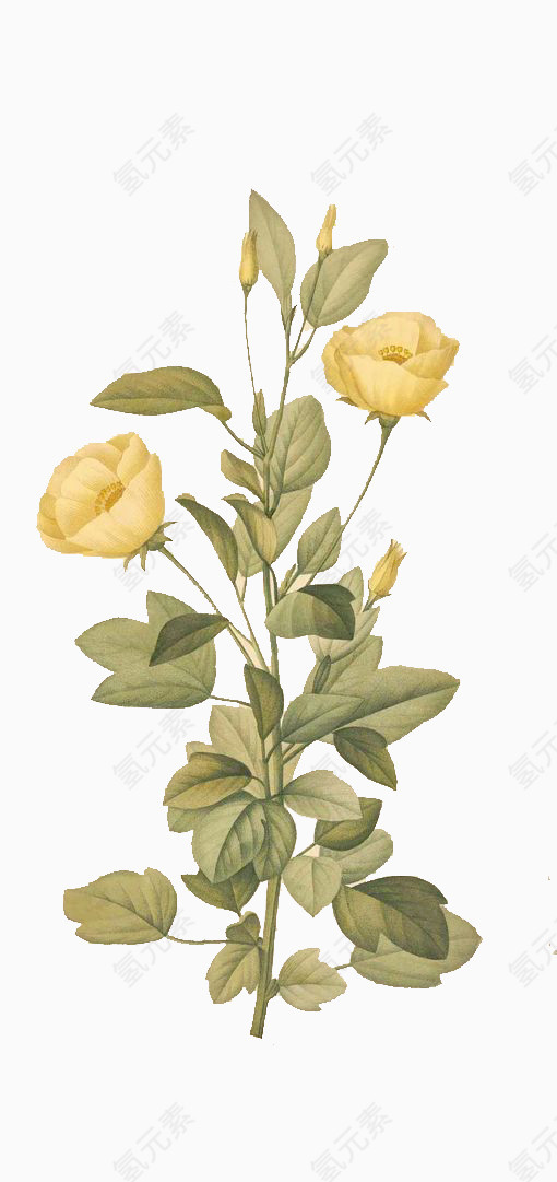 黄色花朵和花骨朵