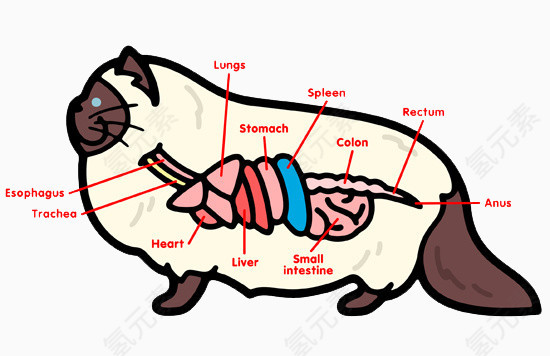 卡通小猫器官部位