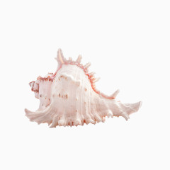 白色海螺图片