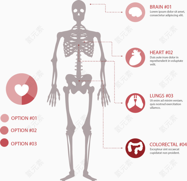 矢量手绘骨骼和器官图标