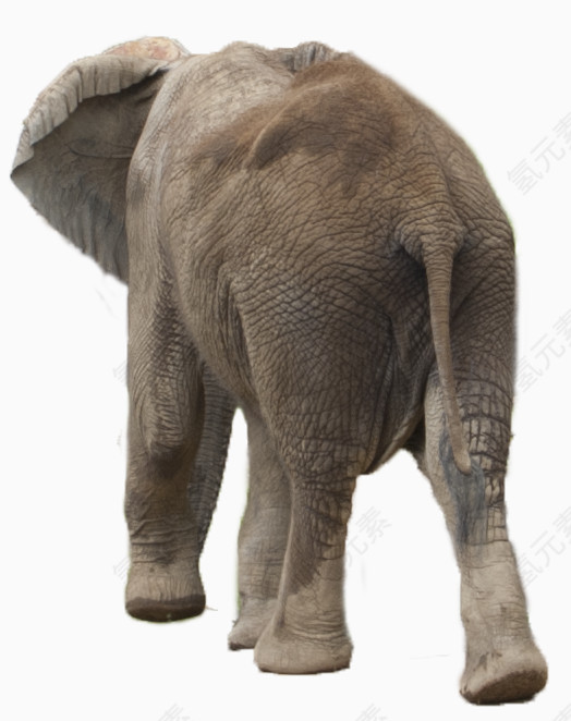 转身离去的非洲象