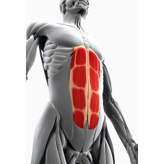 人体腹部肌肉解析