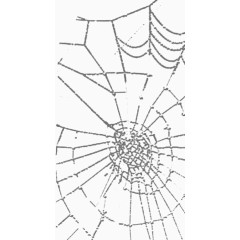 黑白蜘蛛网蜘蛛