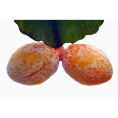 银杏果实
