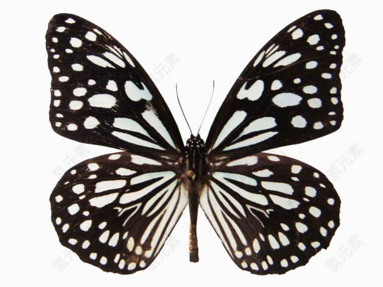 青斑蝶标本
