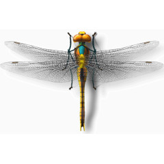 电脑彩绘蜻蜓