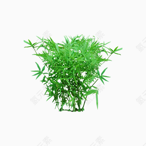 植物竹子花卉树木素材