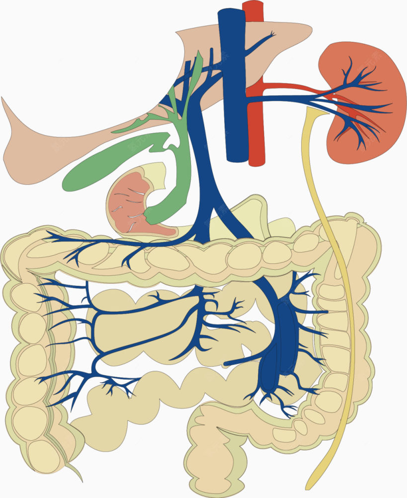 肠道结构图下载