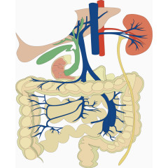 肠道结构图