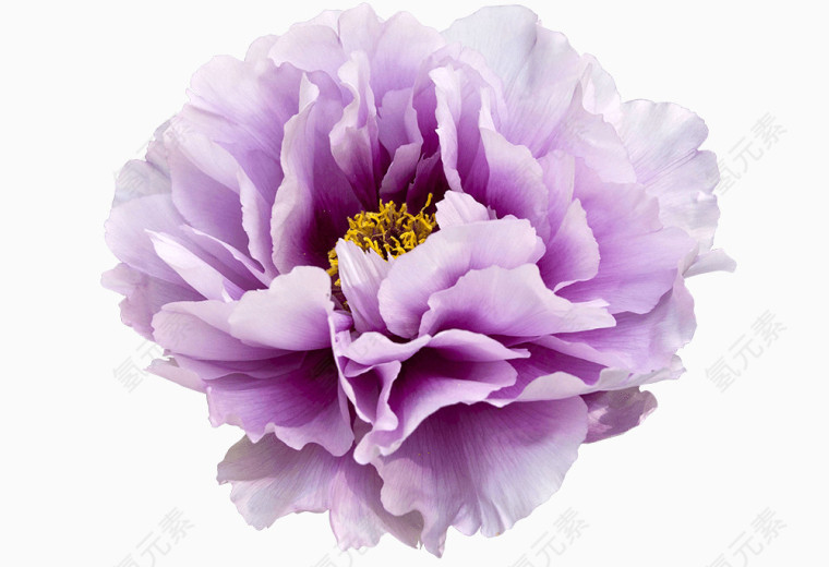 紫色艳丽牡丹