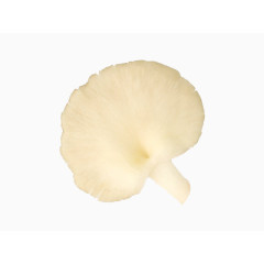 一颗白色的凤尾菇