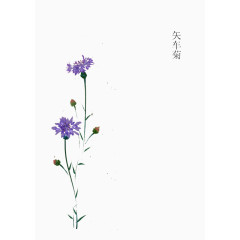 矢车菊花