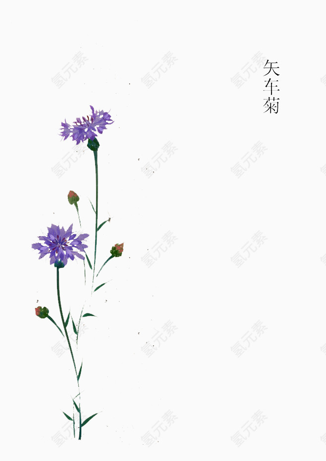 矢车菊花