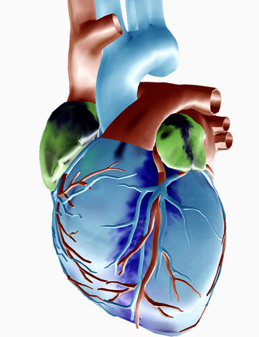 心脏效果图下载