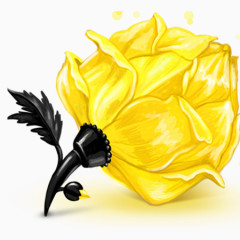 黄色 花朵